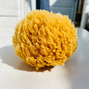 Spugna naturale